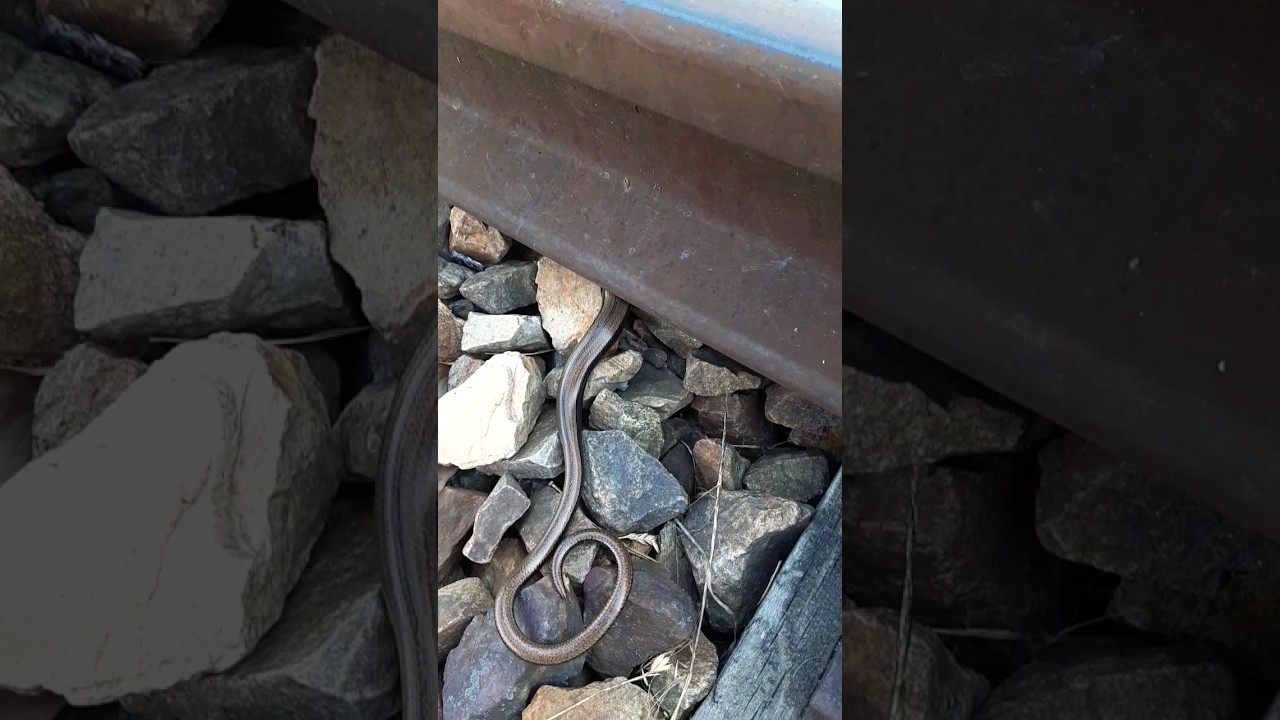 Wieder mal eine Blindschleiche diesmal weiblich 