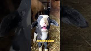 Hai la somn că este târziu 😀 #funny #goat #comedy