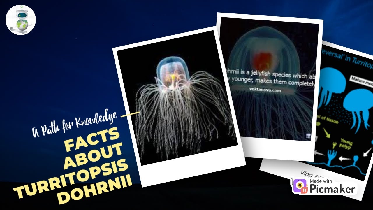 Facts on Turritopsis dohrnii - YouTube
