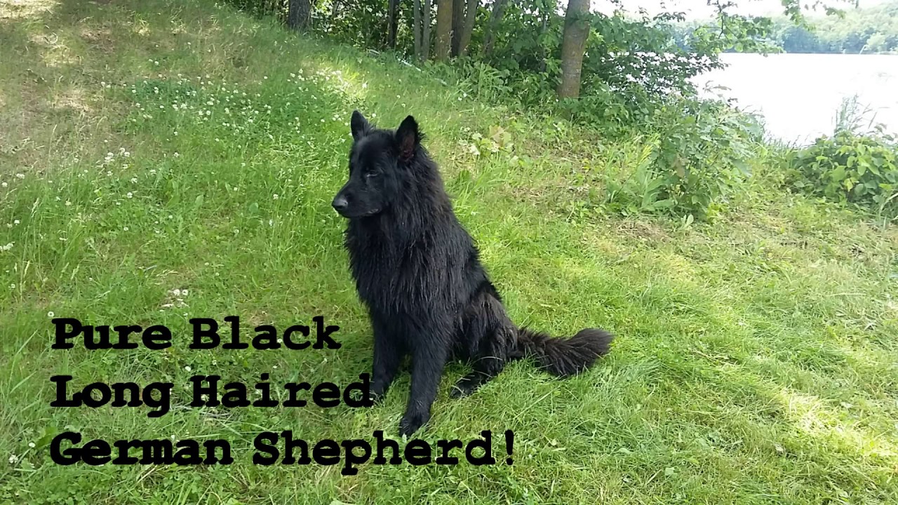 Pure BLACK LONG HAIRED GERMAN SHEPHERD - YouTube