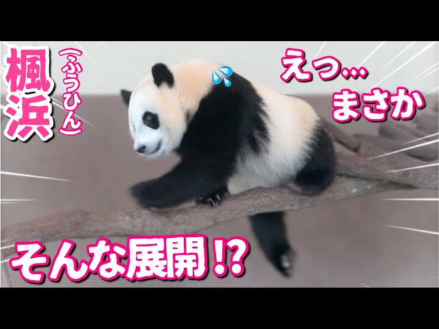 パンダ 8点おまとめリクエスト パンダアイドル楓浜】絶対落ちないと必至でぶら下がる🐼が可愛
