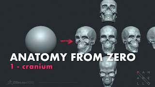 How to Make a Skull with zbrush: Anatomy From Zero!