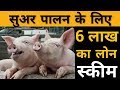 How to get Piggery loan | Loan and Subsidy on Pig Farm | सुअर पालन पर लोन और सब्सिडी कहाँ से ले