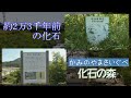 【上山市】化石が見つかる!?~こんな所に"化石の森"~