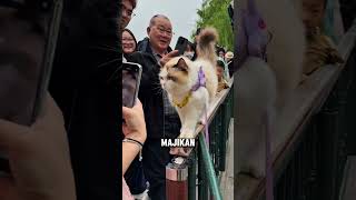 Download Lagu Kucing Ini Mencuri... Mencuri Perhatian #halmenarik #cats MP3