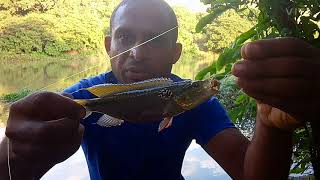 Pesquei Esse Lindo Peixe Chamado De Jacundá