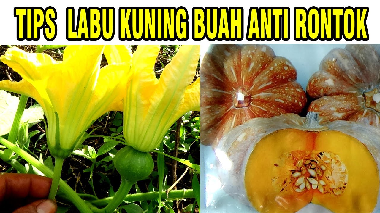 DI JAMIN ❗ CARA INI LABU KUNING ANTI RONTOK DAN BERBUAH LEBAT