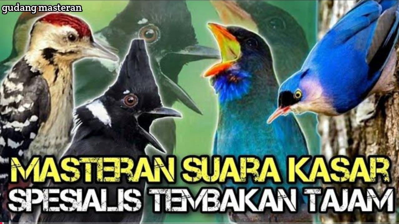 ✨ MASTERAN BURUNG PREMIUM – Sekali Dengar Langsung NEMPEL