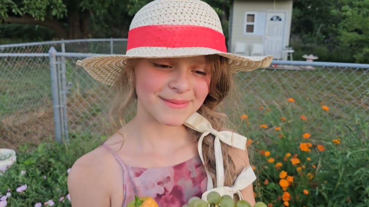 La casecha en el rancho es abundante  primera cosecha de uvas @ el hueto organico 