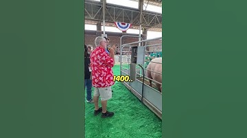 Biggest Pig in The World