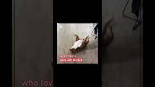 DOG LIFE (9GAG)