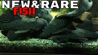 Massive Fish Room w/ Lots of Rare Fish Eric Bodrocks of All Oddball Aquatics