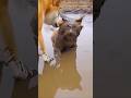 This is why you should never skip this! 😱 ​#shorts #trending #viral #foryou #2026 #bangladesh