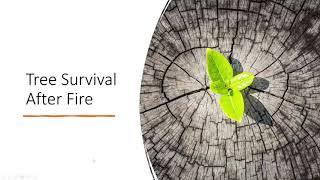 Forest and Tree Recovery