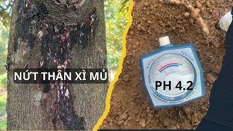 1 Bí quyết đơn giản để phòng nứt thân xì mủ sầu riêng | Phạm Đức Thiện