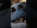 Lilo & Stitch | Dal 21 Maggio al Cinema