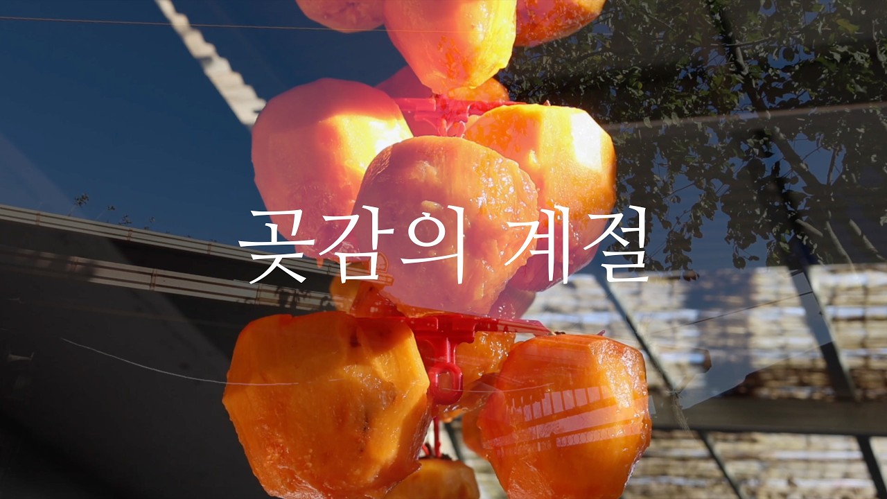 곶감 만들기ㅣ평상 위 작은 만찬🍢ㅣ고양이가 계속 늘어난다ㅣ식구가 되어가는 시간ㅣ시골살이 브이로그 2화
