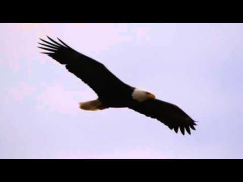 Bald Eagle Chased