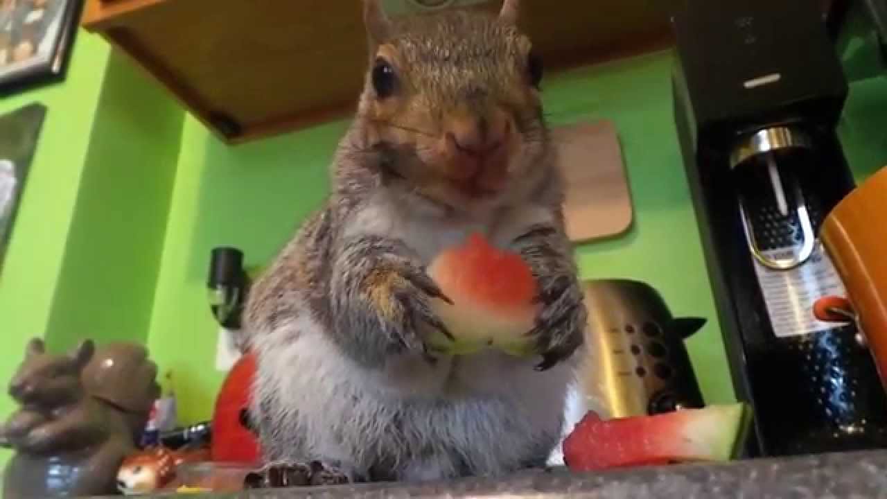 Squirrel eating a Watermelon YouTube