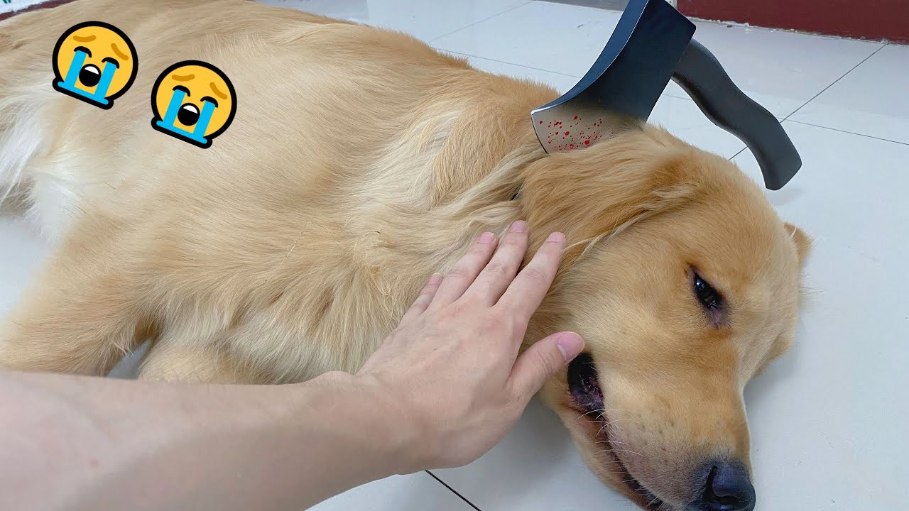 How Long Does 1 Minute Feel To A Dog How Long Does 1 Minute Feel To A Dog