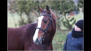 Jumper For Sale Woeste, 2010, What A Kashmir X Julio Mariener , Training Ii 11 17