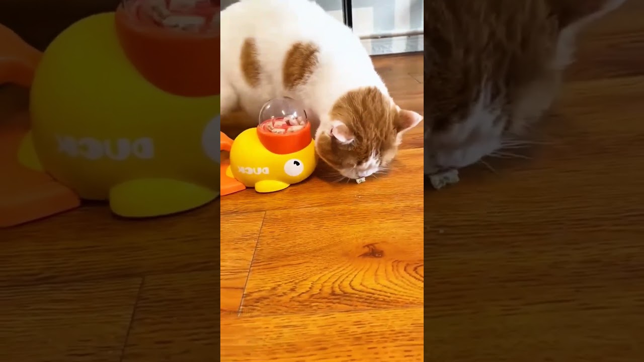 Pets Manual FEEDING Gadget🤯 