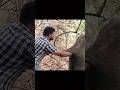 Treatment injured wild elephant #elephant #wildliferescue