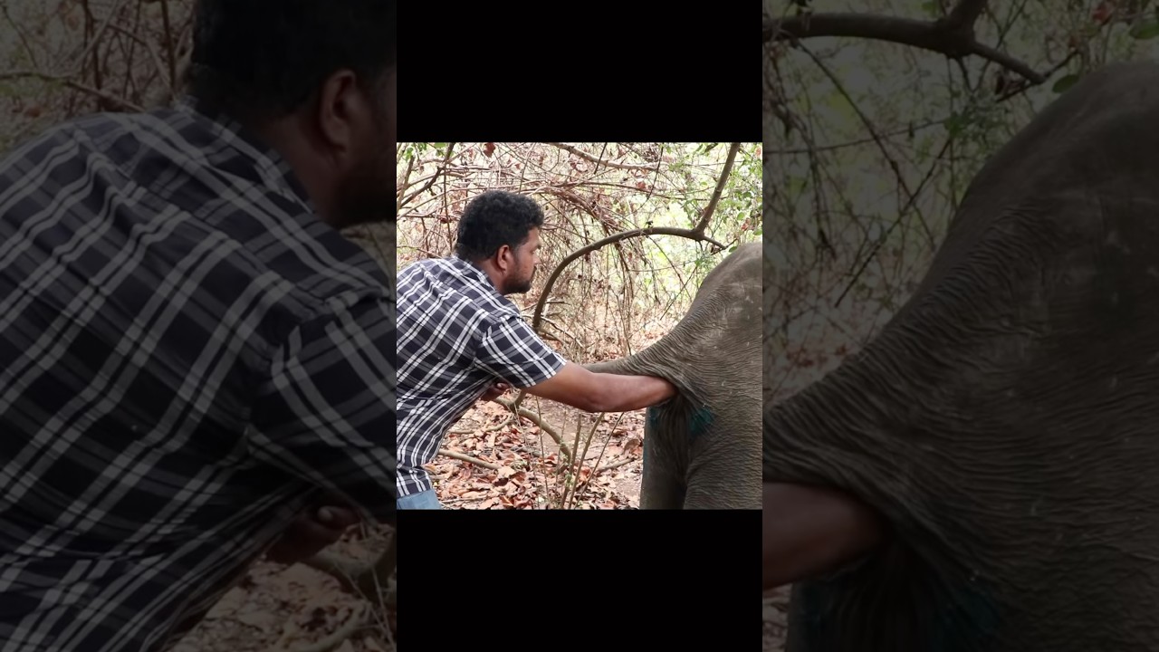Treatment injured wild elephant #elephant #wildliferescue