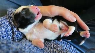Athlete Statistics Border Collie Puppies Being Born! AMAZING! SO CUTE!
