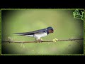 Голоса птиц Как поёт Деревенская ласточка (Hirundo rustica)