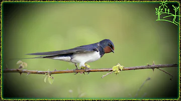 Голоса птиц Как поёт Деревенская ласточка (Hirundo rustica)