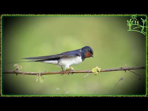 Голоса птиц Как поёт Деревенская ласточка (Hirundo rustica)