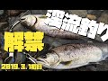 [渓流釣り解禁] 河津川２０１９年３月１日 解禁日 朝 アマゴ 釣果 釣りブログ 伊豆 河津