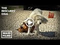 Big Boy Dog Drags Girl Dog with His WHAT?!? In #StrayDogCity! - scenes that inspired RUFF LIFE