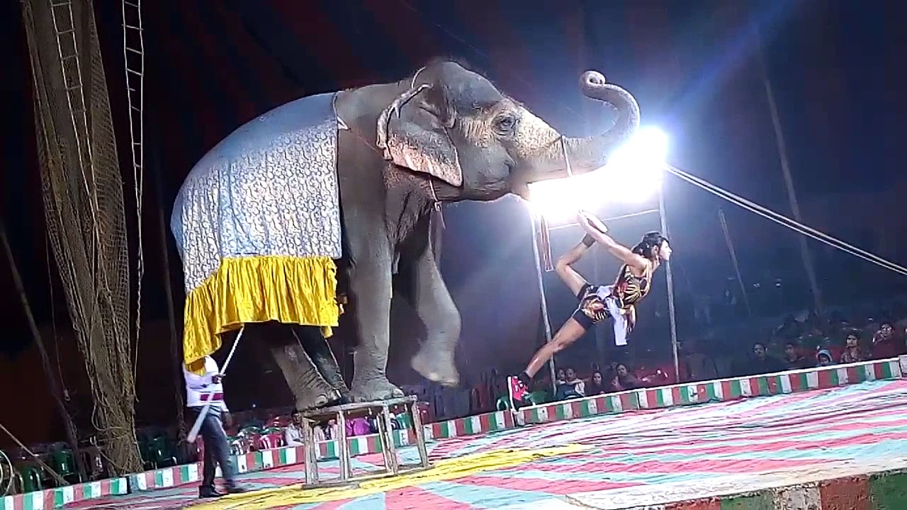 Natraj Circus Live   The Elephant Show  Must Watch  Entertainment  HD