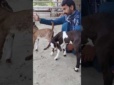 #funny #comedyvideos #comedy #funnyshorts #funnyvideos #shortsfeed #fyznrao #todayshorts