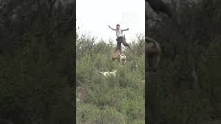 Este rehalero salta a un jabalí que le ataca en plena montería
