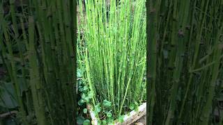 Rough Horsetailzamia Integrifolia Plant