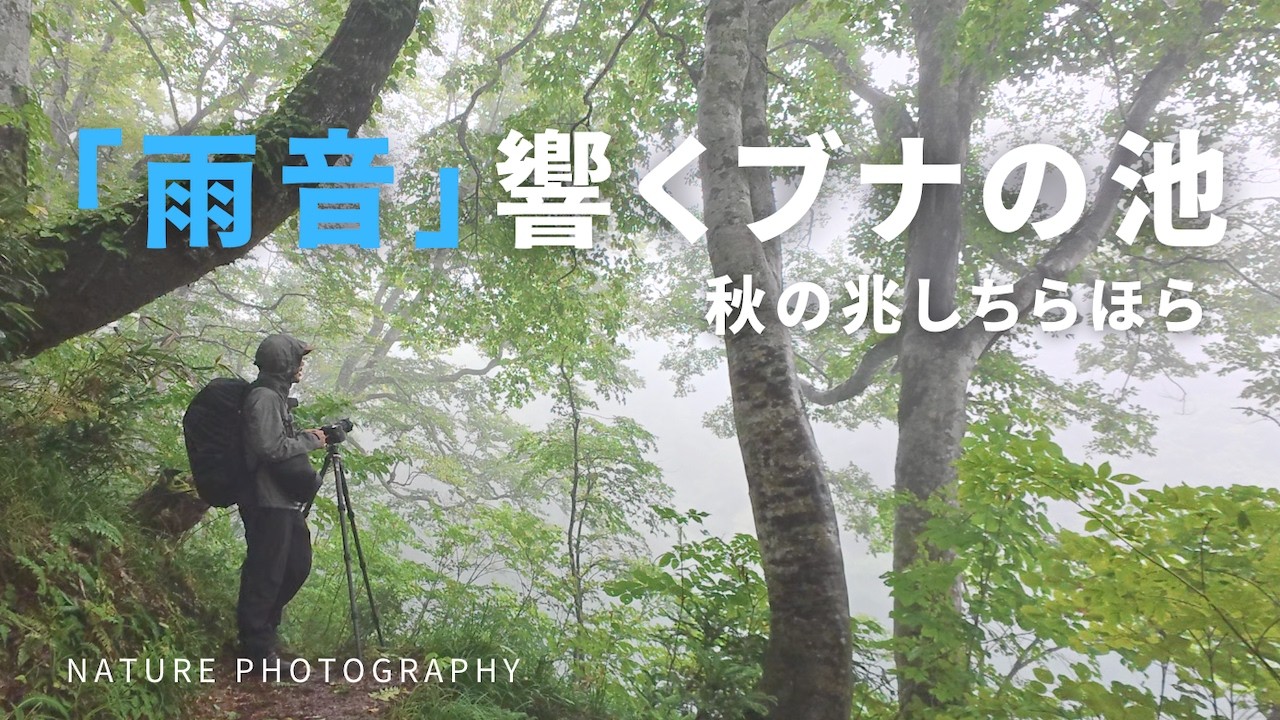【自然写真】「雨音」響くブナの池・霧の中の幻想的な世界を撮る