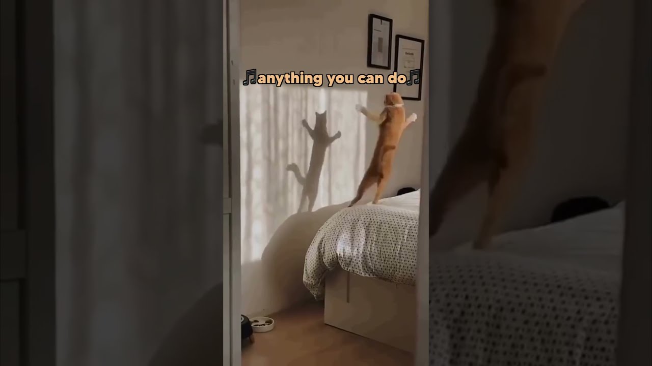 Beware Of Cats 