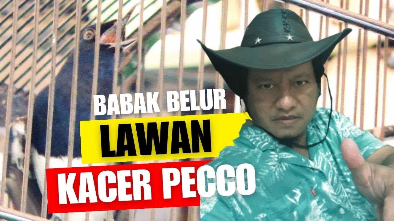 Musuh BABAK BELUR Ketemu KACER PECCO😱KISAH NYATA BUKAN INDOSIAR
