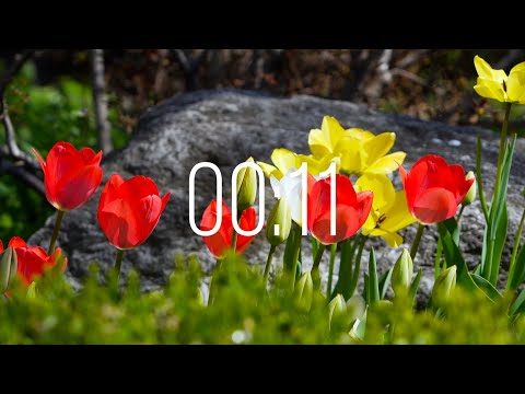 11 Second Timer with Music | Spring Timer🌹