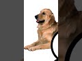 กูรู้ว่ามึงพูดได้😡🐶 #ปัญญาอ่อน #funny #ไม่มีอะไรทำ #memes #animation