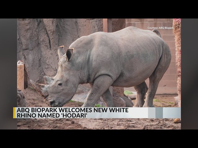 ABQ BioPark welcomes new white rhino - YouTube