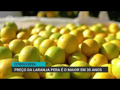 Citros/Cepea | Preço da laranja pera é o maior em 30 anos | Canal Rural