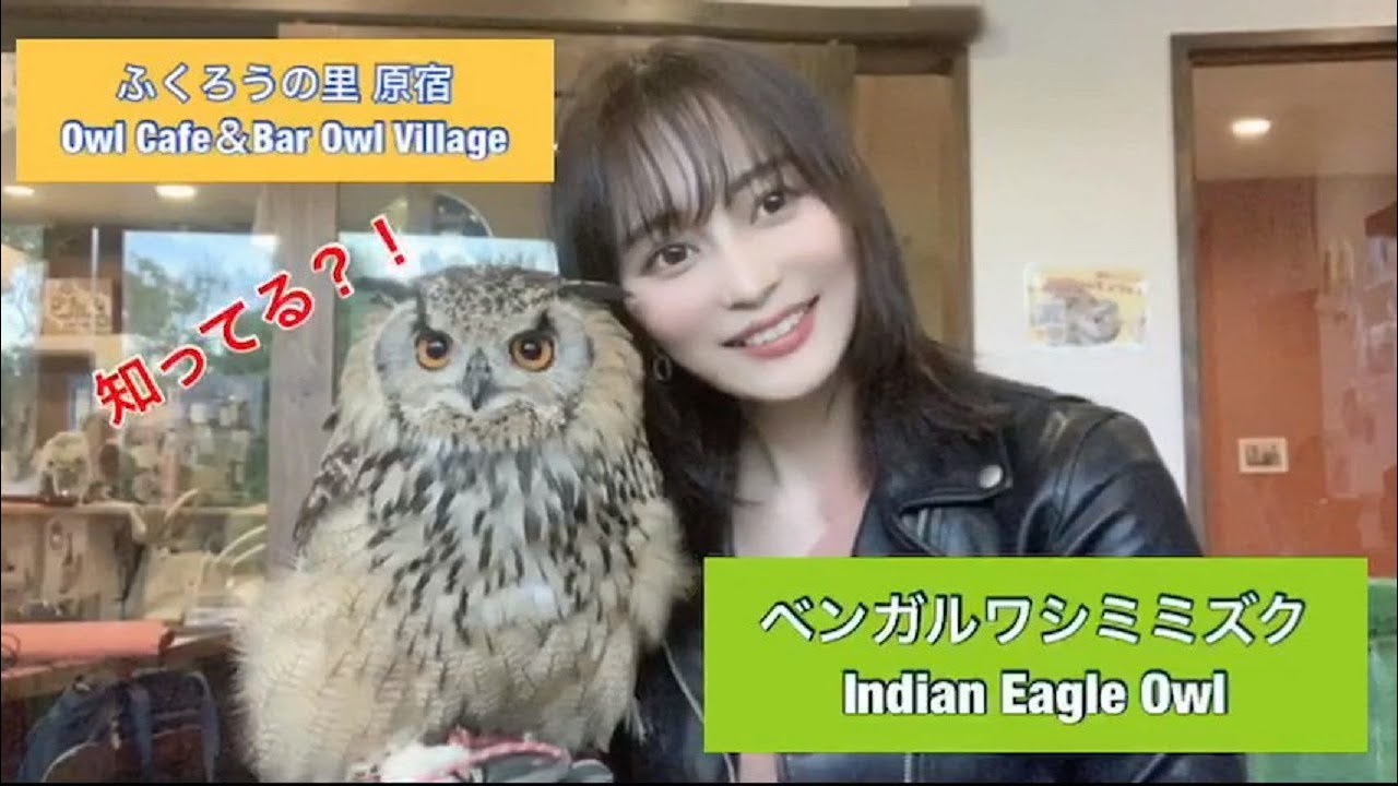 勝手に ふくろう大使かわまなさん の知ってる ベンガルワシミミズクのクック Indian Eagle Owl Kukku ふくろうの里 ふくろう 可愛い Owl Owlvillage Youtube
