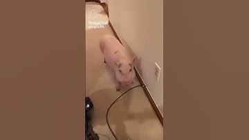 smart pig 🐖🐷