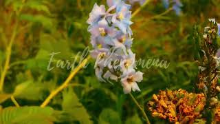 This Vibrating Bumblebee Unlocks a flower's Hidden Treasure | Deep Look