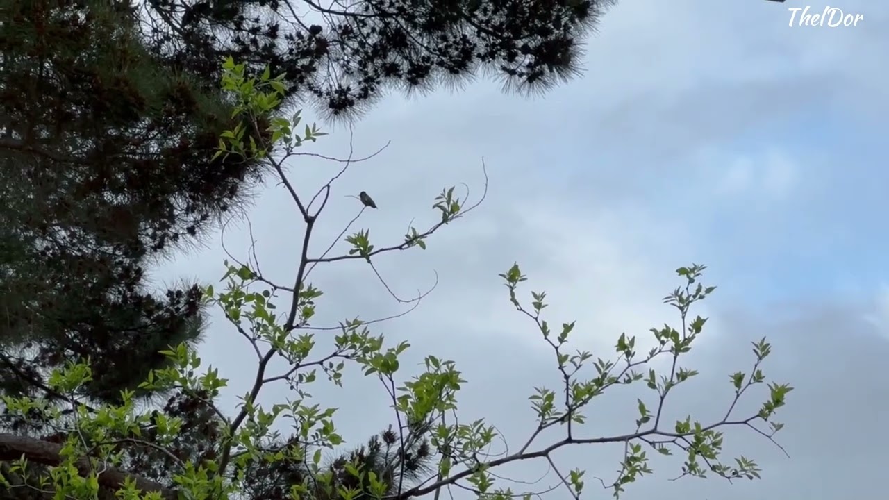 Unwind with this Mesmerizing Fusion of Classical Music and Bird Sounds