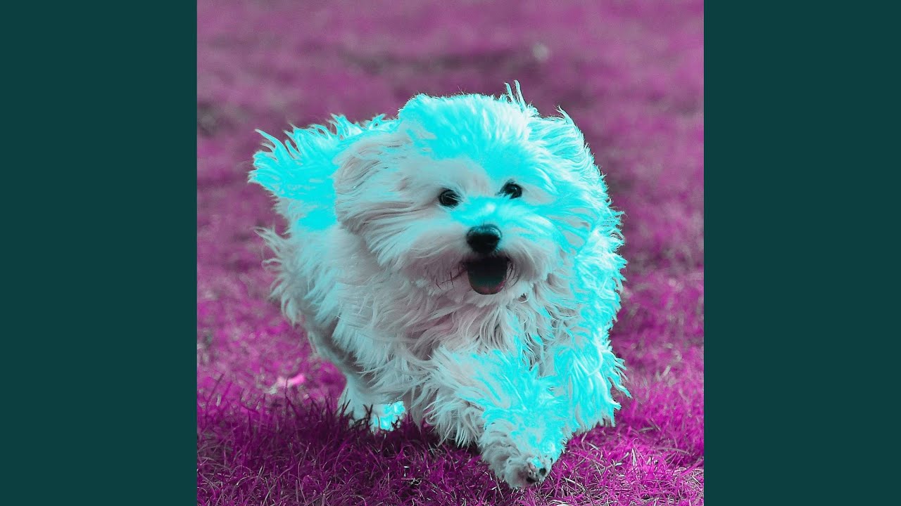 Mind-blowing Backdrops for Mellow Pooches